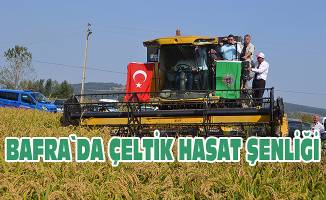 Bafra`da “Çeltik Hasat Şenliği”