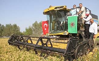 Bafra'da çeltik hasat şenliği yapıldı