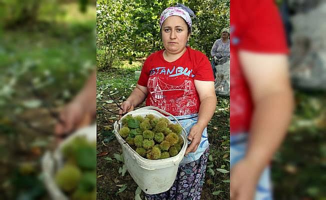 Kestanede hasat zamanı