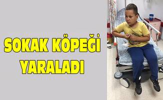 Sokak köpeğinin saldırısına uğradı