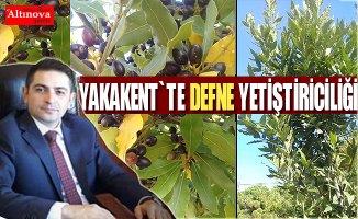 YAKAKENT'TE DEFNE YETİŞTİRİLİYOR