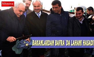 Bakanlar Bafra`da lahana hasadı yaptı