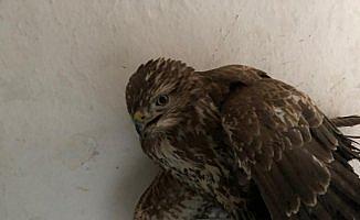 Ordu'da bulunan yaralı kızıl şahin tedavi altına alındı