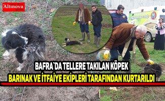 Tellere takılan köpek ekipler tarafından kurtarıldı