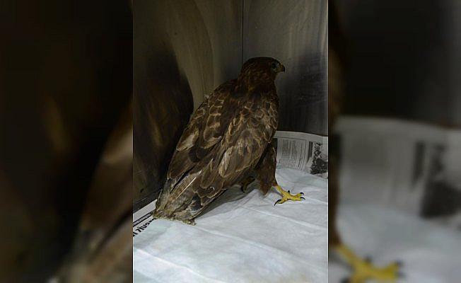 Yaralı şahinler ve balıkçı kuşu tedavi altına alındı