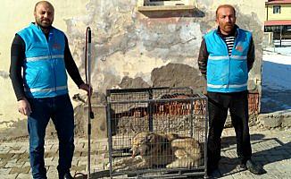 Bayburt'ta kent merkezine inen kurt yakalandı