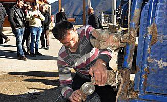 Güreş öncesi boğalara 