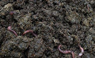 Kimyasal gübre kullanımı azaltmak için solucan gübresi üretiyorlar