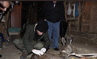 Yaralı karaca tedavi edildi