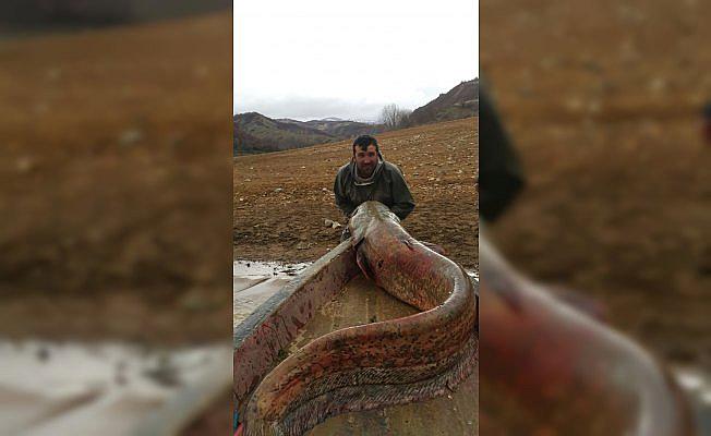 Baraj gölünde 81 kilogramlık yayın balığı yakalandı