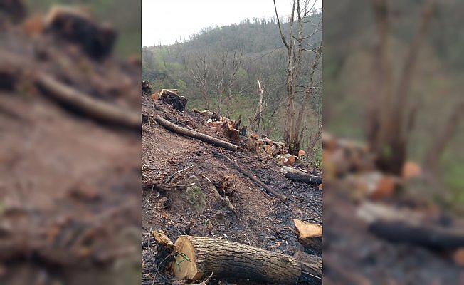 Giresun'da orman ve zirai alan yangını