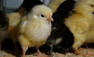 Hobi olarak başladığı tavukçuluk ek gelir kapısı oldu