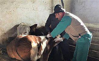 Kavak'ta şap aşısı uygulaması