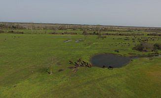 Kızılırmak Deltası'nda bahar hareketliliği