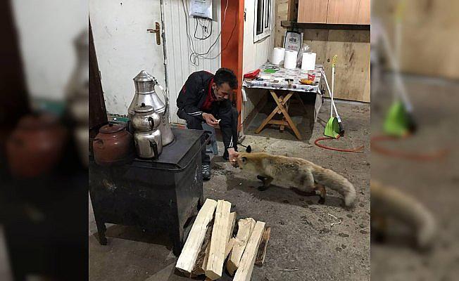 Kulübelerine gelen tilkiyi beslediler