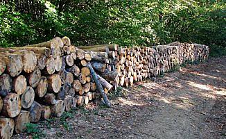 Odun üretiminde Zonguldak'tan 299 milyon liralık katkı
