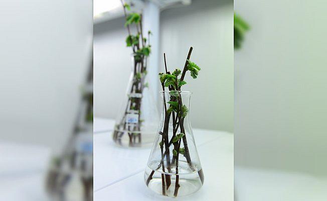 Soğuğa dayanıklı fındık çeşidi geliştirilecek