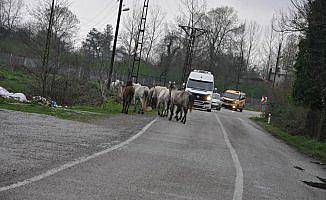 Yola çıkan Yılkı atları sürücüleri tedirgin ediyor