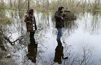 Akademisyenler bülbül sesinin notalarını belirleyecek