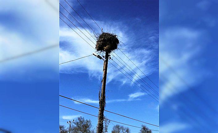 Elektrik çarpması sonucu leylek ölümlerinin önüne geçilecek