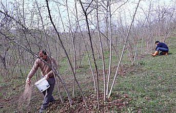 Fındıkta verim ve kalite artıyor