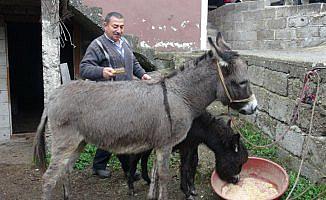 Geçimini eşek sütü satarak sağlıyor