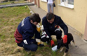 Kafası bidona sıkışan köpeğe itfaiye yardım etti
