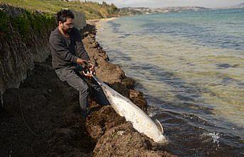 Karadeniz'deki yunus ölümleri