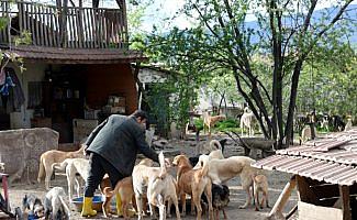 Kendisini koruyan köpeklerin gönüllü bakıcısı oldu