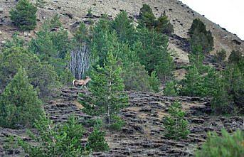 Kızıl geyikler doğaya salındı