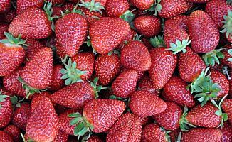 Ordu'da bin tonun üzerinde çilek üretimi hedefleniyor