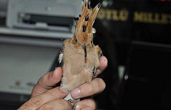 Otomobilin çarptığı ibibik kuşu tedavi edildi