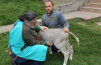 Veterinerler buzağılar için seferber oldu
