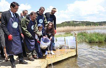 Abant Gölü'ne 100 bin Abant alası bırakıldı