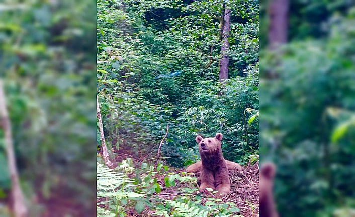 Artvin'de domuz kapanına düşen boz ayı kurtarıldı