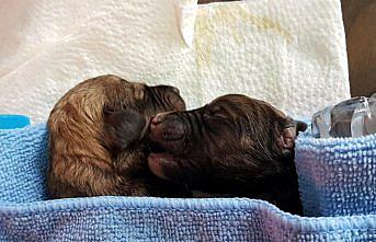 Bayburt'ta iki yavru köpek koruma altına alındı