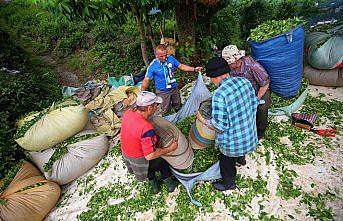 Çay üreticisinin yüzü fiyat artışıyla güldü