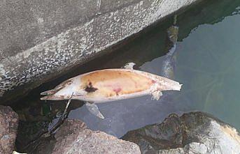 Düzce'de ölü yunus kıyıya vurdu