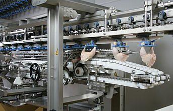 Japonlar Türk tavuğunu sevdi