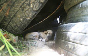 Lastiklerin arasından çıkamayan yavru köpekler kurtarıldı