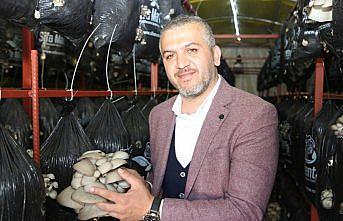 Ordulu kardeşler ekmeğini mantardan kazanıyor