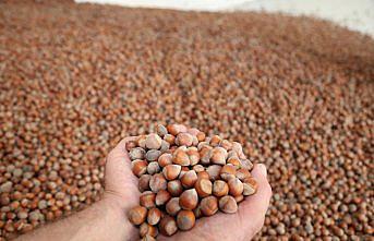 Türkiye 8 ayda 215 bin ton fındık ihraç etti