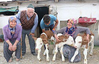 Üçüz doğuran “Melek“ sahibini sevindirdi