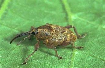 Üreticilere fındık kurduyla mücadele uyarısı