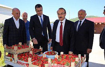 Vali Yavuz'dan çilek üreticilerine ziyaret
