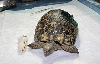 Yaralı kaplumbağa tedavi edildi