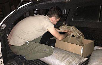 Yaralı karaca yavrusu tedavi altına alındı