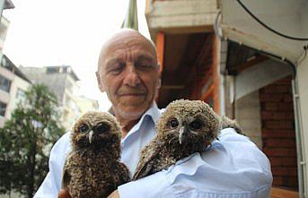 Yavru baykuşlar koruma altına alındı