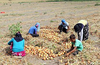 Amasya'da soğan hasadı sürüyor