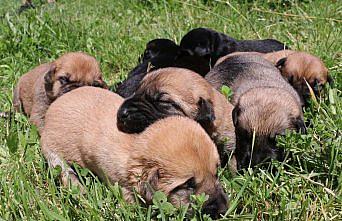 Annesiz kalan yavru köpekleri biberonla besliyor